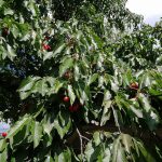 Sfântul Graal al copilăriei mele. Cireșul de mai