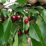 Povestea originii cireșelor. Fructele interzise românilor sute de ani